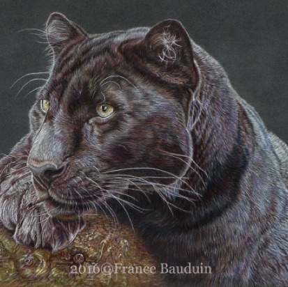Black panther - 25 hours
Anthracite Pastelmat
15.5" x 11.5"
Ref: Denise Laurent Black panther - 25 hours
Anthracite Pastelmat
15.5" x 11.5"
Ref: Denise Laurent